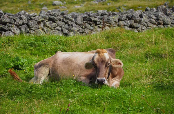 Vaca lechera acostada en un pasto de montaña Fotos De Stock Sin Royalties Gratis