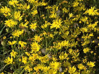 Sarı çiçekli bir daimi yıla yakın.