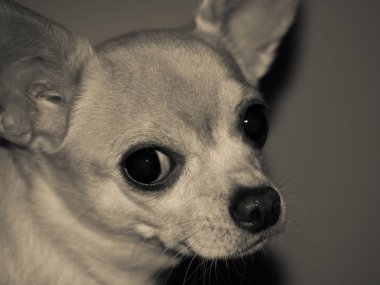 Kel ve beyaz bir chihuahua köpeğinin portresi