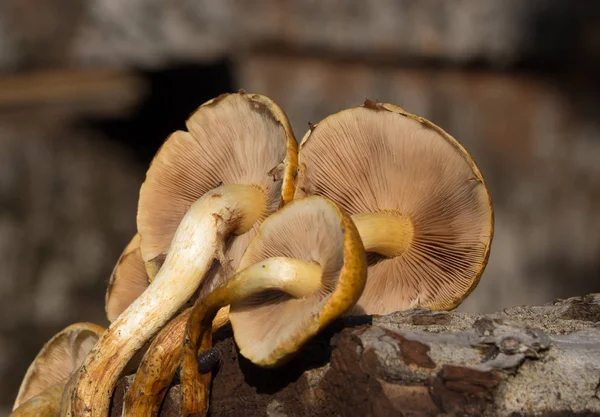 Armillaria ocre colorido em um tronco de árvore — Fotografia de Stock