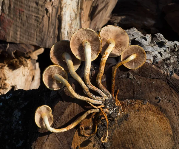 Armillaria ocre colorido em um tronco de árvore — Fotografia de Stock