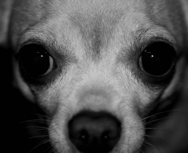 Close Chihuahua Dog Black White — Stock Photo, Image