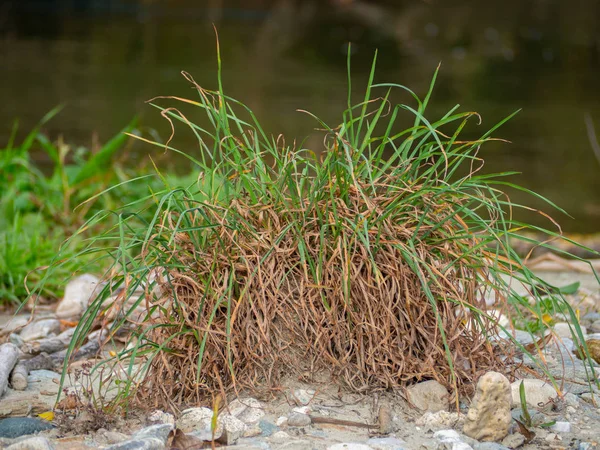 Des touffes d'herbe sur un sol pierreux Image En Vente