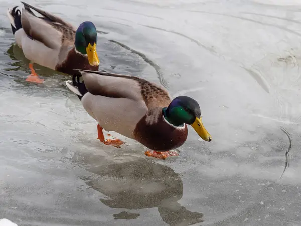 Patos reales machos en lago congelado —  Fotos de Stock