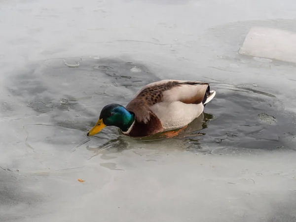 Pato mallard macho num lago congelado — Fotografia de Stock