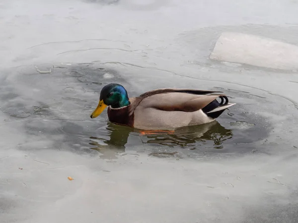 Canard colvert mâle sur un lac gelé — Photo