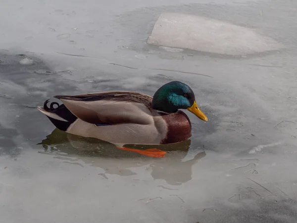 Canard colvert mâle sur un lak congelé — Photo