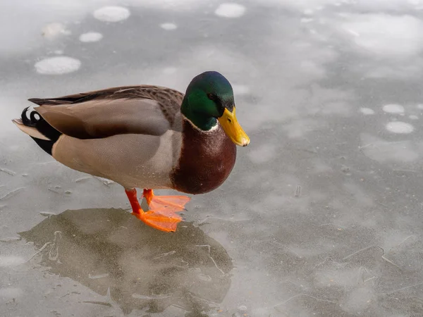 Stockente auf einem gefrorenen See — Stockfoto