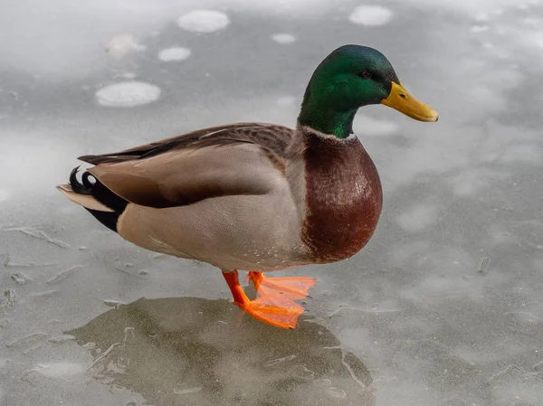 Pato real macho sobre un lak congelado — Foto de Stock