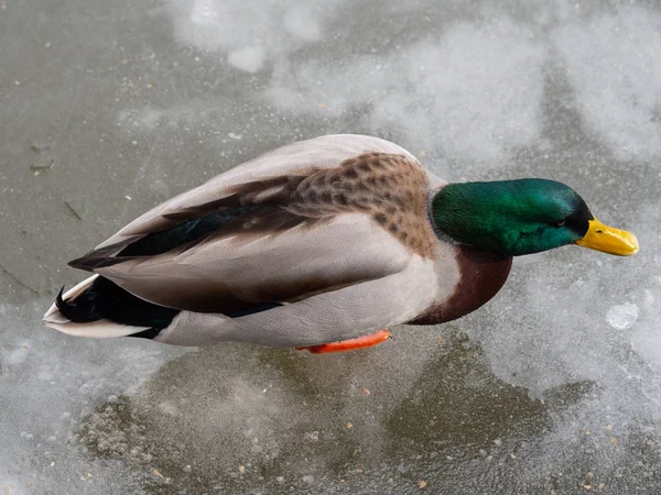 Pato mallard macho num lago congelado — Fotografia de Stock