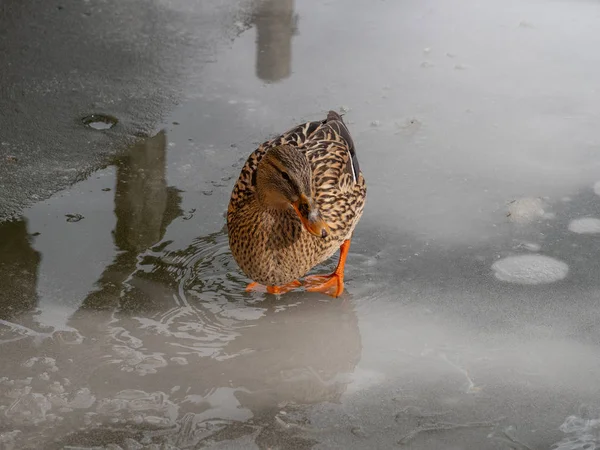 Canard colvert femelle sur un lak congelé — Photo