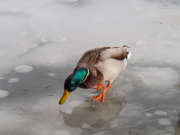 Canard colvert mâle sur un lak congelé Images De Stock Libres De Droits