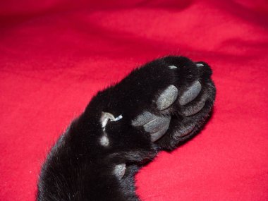 Kırmızı bir bezin üzerinde bir kedinin pençesi