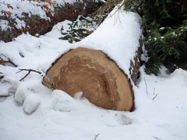 Ormanda karla kaplı bir ağaç.