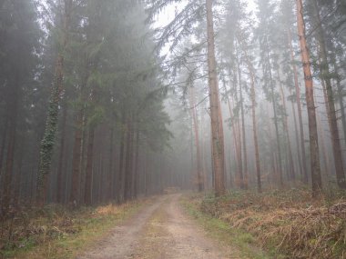Sisli bir ormanda yürüyüş parkuru.