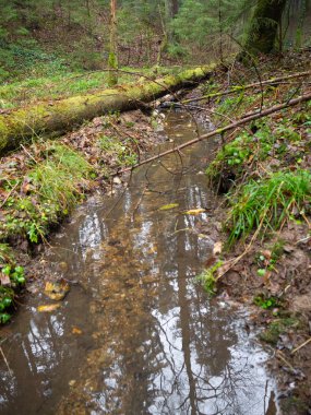 Ağaçların gövdesiyle ormandaki küçük dere