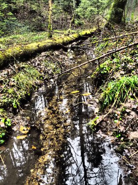 Ağaçların gövdesiyle ormandaki küçük dere