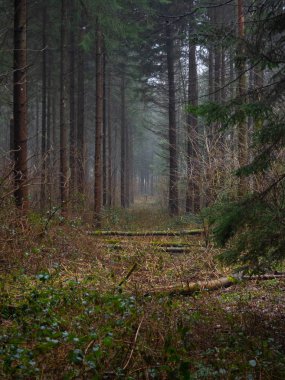 Sisli bir günde Renkli sonbahar ormanı