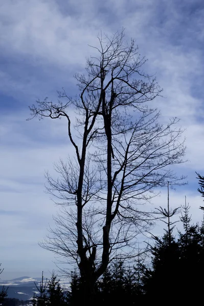 Silhouette d'un arbre devant un ciel nuageux — Photo