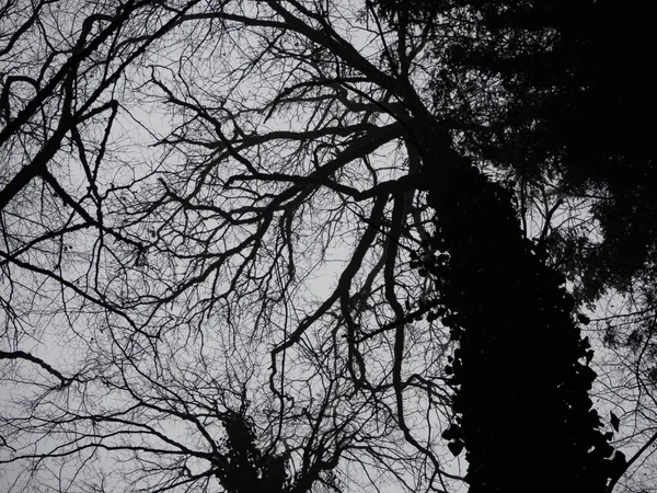 Silhouette d'arbres en noir et blanc — Photo