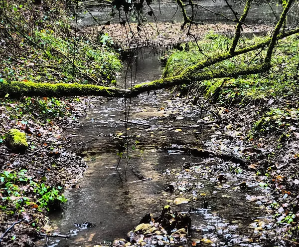 Petit ruisseau dans la forêt avec tronc d'arbre — Photo