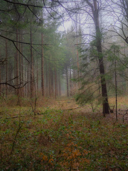 Барвистий осінній ліс в туманний день — стокове фото