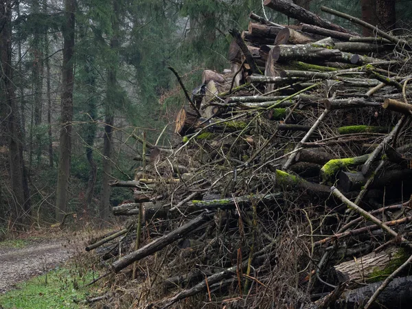 Holzstapel im herbstlichen Wald Stockfoto