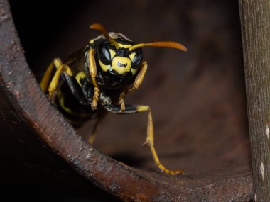 Yaban arısı kovanını tüpte koruyor.