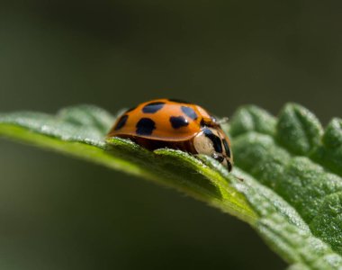 Yeşil yapraklı Asyalı bayan böcek.