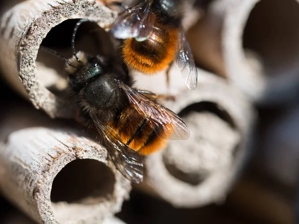 Одинокая пчела в отеле для насекомых весной — стоковое фото