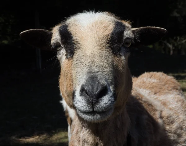 Gros plan d'une chèvre brune au soleil Images De Stock Libres De Droits