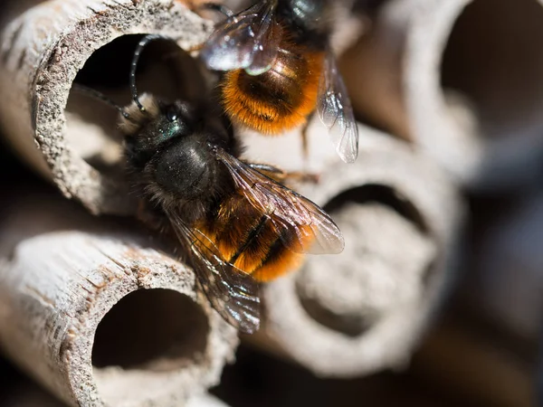 Einsame Biene im Insektenhotel im Frühling lizenzfreie Stockbilder