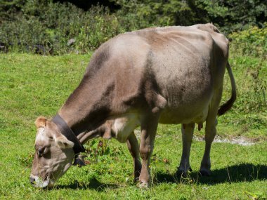 Yazın dağdaki otlakta süt ineği