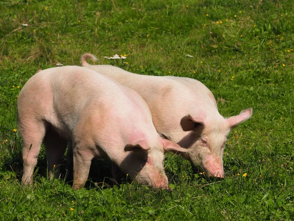 Две свиньи на горном пастбище летом — стоковое фото