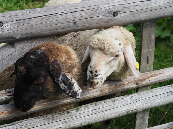 Deux moutons entre clôture sur un pâturage — Photo