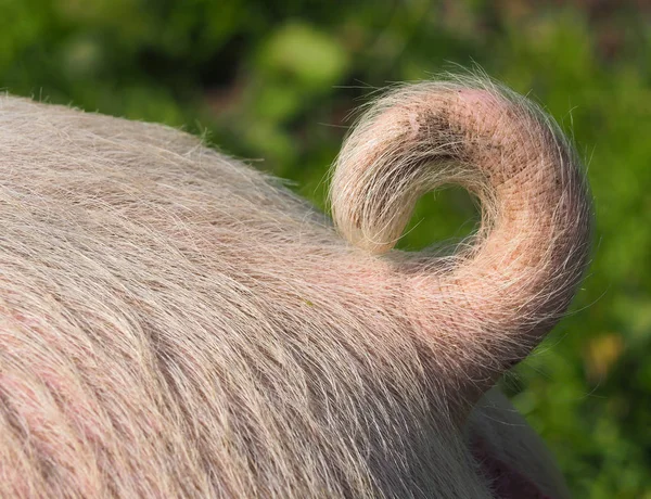 Fechar-se de um pequeno rabo de porco — Fotografia de Stock