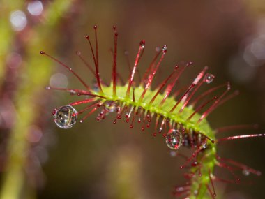 Baharda bir drosera bitkisinin üzerindeki çiy damlaları