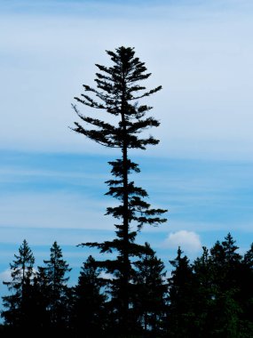 Yüksek kozalaklı ağaç silueti ve bulutlu gökyüzü