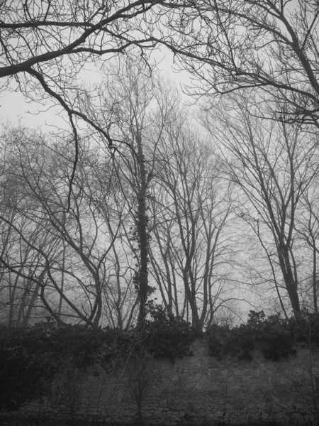 Pared de piedra y bosque en un día de niebla — Foto de Stock
