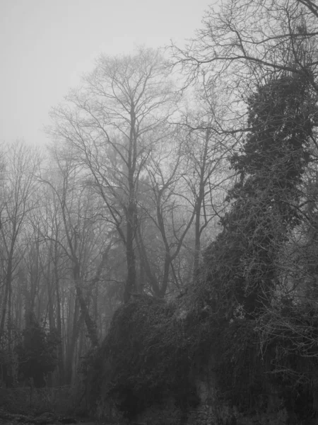 Steinmauer und Wald an einem nebligen Tag — Stockfoto