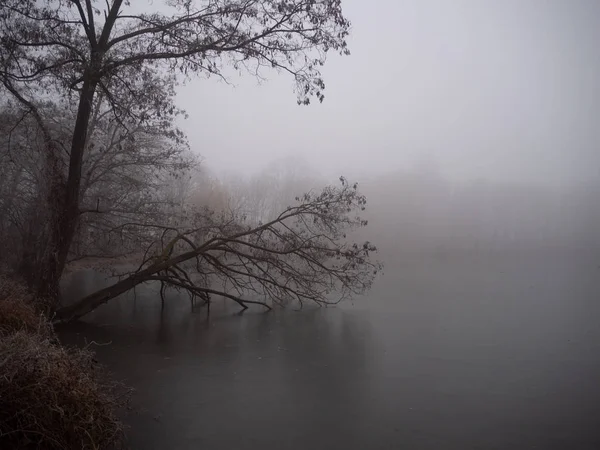 Teich im Winter im nebligen Wald — Stockfoto