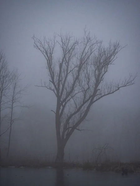 Staw zimą w mglistym lesie — Zdjęcie stockowe