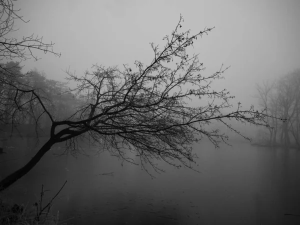 Étang en hiver dans une forêt brumeuse — Photo