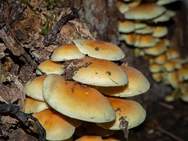 Grupo Armillaria Velho Toco Madeira — Fotografia de Stock