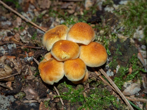 Grupo Armillaria Amarilla Suelo Forestal —  Fotos de Stock