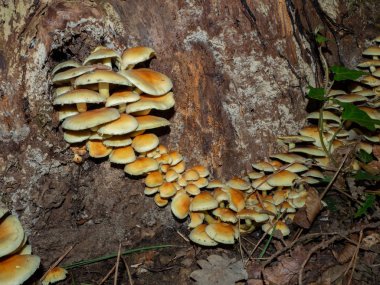 Group of armillaria on on an old wooden stump clipart