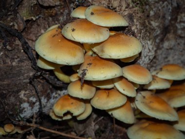 Bir grup armillaria eski bir kütüğün üzerinde