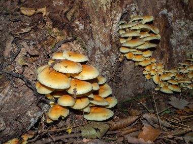 Bir grup armillaria eski bir kütüğün üzerinde