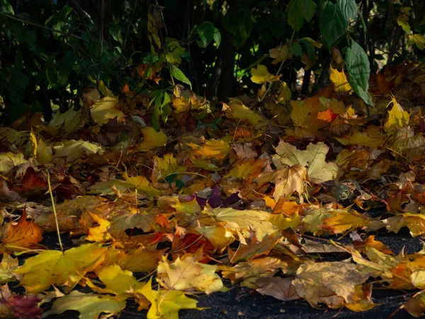 Leaves Autumn Colors Ground — Stock Photo, Image