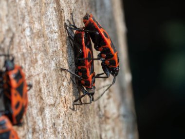 Tahtadaki iki kundakçıyı kapatın.